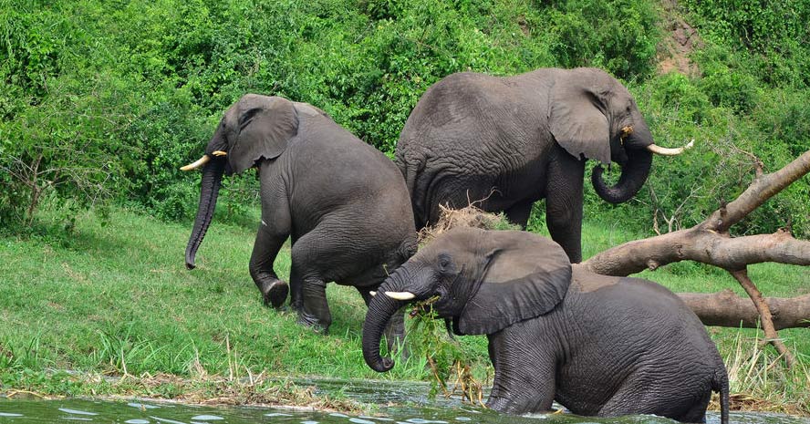 Elephants Ouganda