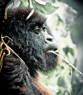 Représentation de l'article Face to face with greatness, gorille machant une feuille