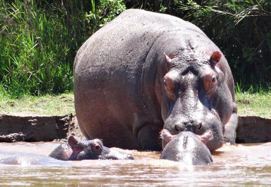 Les hippos du Burundi